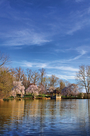 Spring cherry blossoms at the Duck Pond. Virginia Tech.