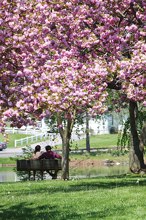 Spring blossoms at the Duck Pond, Virginia Tech