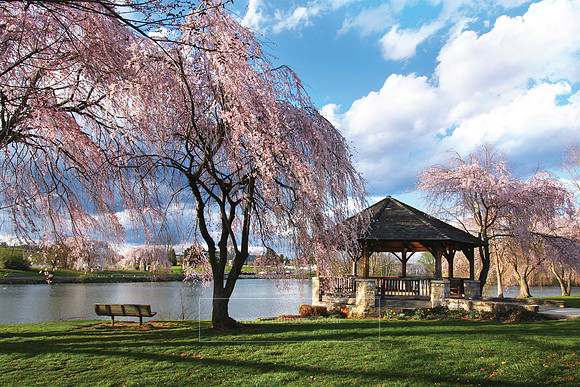 Cherry blossoms at the Duck Pond on Virginia Tech campus.