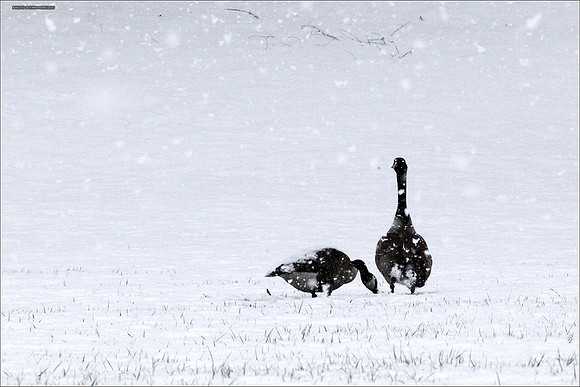 April Snow