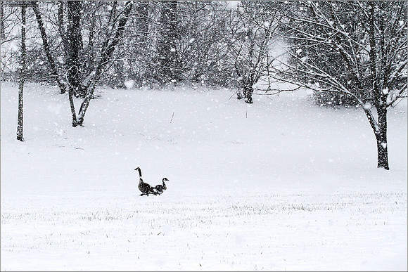 April Snow