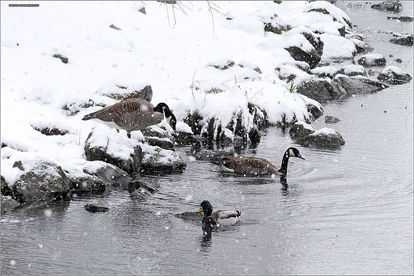 April Snow