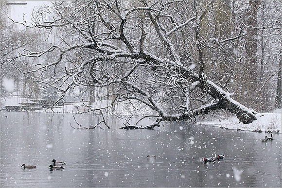 April Snow
