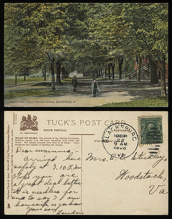 Postcard. Circa 1908. Road of Elms.